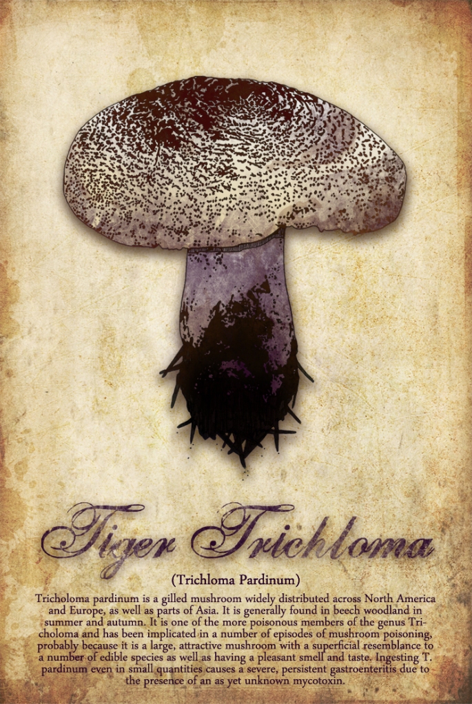 Tricholoma pardinum, commonly known as spotted tricholoma, tiger tricholoma, tigertop, leopard knight, or dirty trich